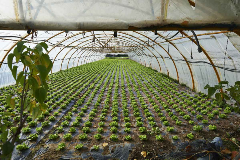 Agricultural plastic waste processing