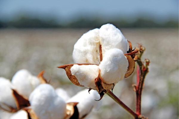 cotton / husk